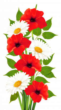 Poppies and Daisies Transparent PNG Clipart | Frames & Cards ...