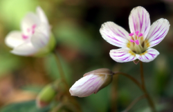 Carolina Spring Beauty bp - /plants/flowers/_S ...