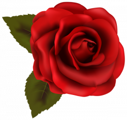 Beautiful Red Rose Transparent PNG Clip Art Image | Things to Wear ...