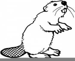 Oregon State Beaver Clipart | Free Images at Clker.com ...