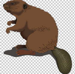 North American Beaver Silhouette PNG, Clipart, Beaver ...