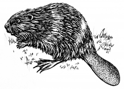 File:Beaver-2 (PSP).gif - Wikimedia Commons