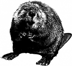 Beaver PNG Clipart | PNG Mart