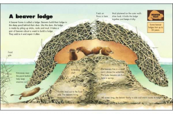 beaver dam project for kids | Spread of Beavers | For My Olivia ...