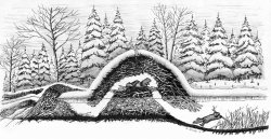 28+ Collection of Beaver Lodge Drawing | High quality, free cliparts ...