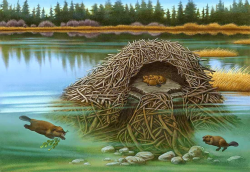 Beaver Lodge Cutaway Finished | LIFE NEEDS ART | forest animal book ...