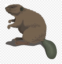 Beaver Cartoon Clip art - beaver png download - 861*928 - Free ...