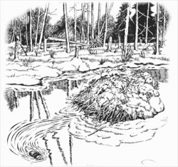 Free beaver-dam-coloring-page Clipart - Free Clipart Graphics ...