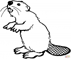 American beaver coloring page | Free Printable Coloring Pages ...