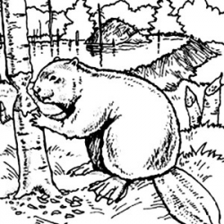 Beaver Outline Drawing at GetDrawings.com | Free for personal use ...