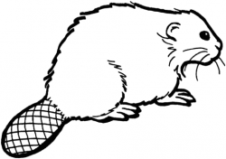 Beaver 11 coloring page | Free Printable Coloring Pages