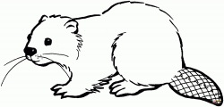 Drawing Of A Beaver - DRAWING ART IDEAS
