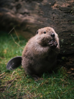 47 best beavers images on Pinterest | Beavers, Rodents and Animales