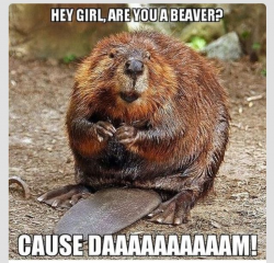 54 best Beavers images on Pinterest | Beavers, Animal crafts and ...
