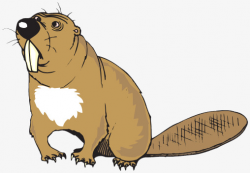 Tusk Beaver, Beaver, Lovely Beaver, Animal PNG Image and Clipart for ...