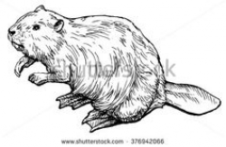 Beaver Clipart - Clipart Kid | Forest animal reference | Pinterest ...