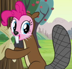 Image - Pinkie Pie beaver ID S2E18.png | My Little Pony Friendship ...