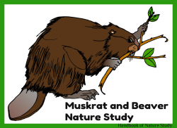 Outdoor Hour Challenge #48 Mammals-Rats and Beavers