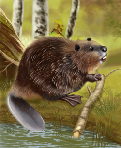 338 best BEAVERS images on Pinterest | Beavers, Illustrations and ...