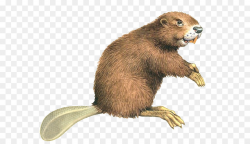 Eurasian beaver North American beaver Rodent Computer file - Beaver ...