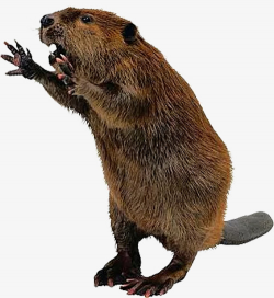 Yell Beaver, Lovely Beaver, Animal PNG Image and Clipart for Free ...