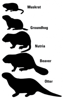 Relative sizes of muskrat, groundhog, nutria, beaver & otter in ...