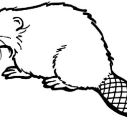 28+ Collection of North American Beaver Drawing | High quality, free ...