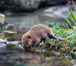 343 best Beavers images on Pinterest | Beavers, Woodland animals and ...