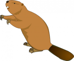 28+ Collection of Beaver Clipart Free | High quality, free cliparts ...