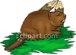 Beaver By A Fallen Tree - Royalty Free Clipart Picture