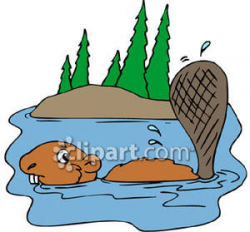 Beaver Swimming In A River - Royalty Free Clipart Picture