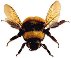 Free Animated Bees - Bee Clipart - Gifs
