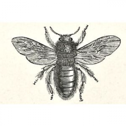 Violet Carpenter Bee Drawing | Family History | Pinterest ...