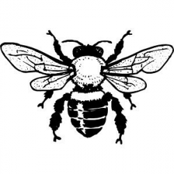 Honey Bee clip art - vector clip art online, royalty free & public ...