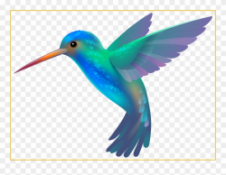 Transparent Background Hummingbird Clipart - Png Download ...