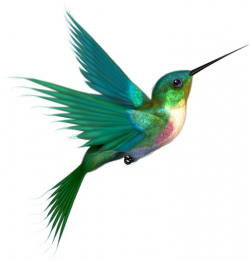 115 best Hummingbirds & Clipart images on Pinterest | Bird tattoos ...