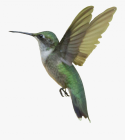 Hummingbird Sticker - Ruby-throated Hummingbird #2414870 ...