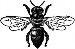 Free Honey Bee Drawing, Download Free Clip Art, Free Clip ...