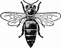 Honey Bee Clipart Black And White - clipart