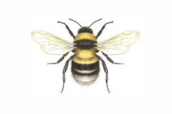 Vintage Honey Bee Drawing at GetDrawings.com | Free for personal use ...