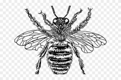 Bees Clipart Victorian - Diagram Of Queen Honey Bee, HD Png ...