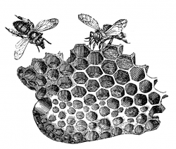 Vintage Clip Art - Bees with Honeycomb - The Graphics Fairy