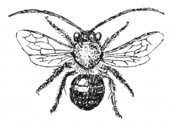 Vintage Bee Clipart - ClipartUse
