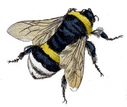 Vintage Clip Art - Fabulous Bumble Bees - The Graphics Fairy