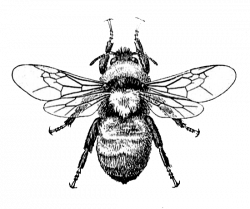 Bee Image and Dictionary Definition | Dictionary definitions ...