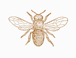 Vintage Bee Clip Art | Antique Images: Insect Clip Art: Black and ...