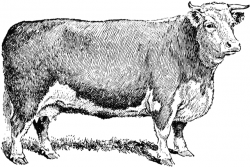 Beef Steer Clipart