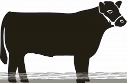 Beef Steer The Central Region Show clipart free image