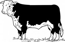 Beef cattle Angus cattle Hereford cattle Beefsteak Clip art ...