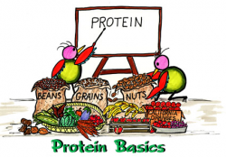 Vegetarians in Paradise/Vegan Protein Basics/Vegetarian Protein ...